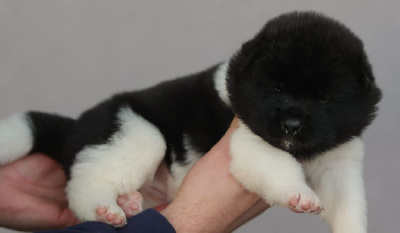 Les chiots de Akita americain