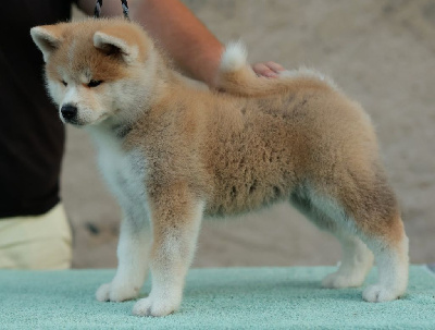 CHIOT 2 - Akita