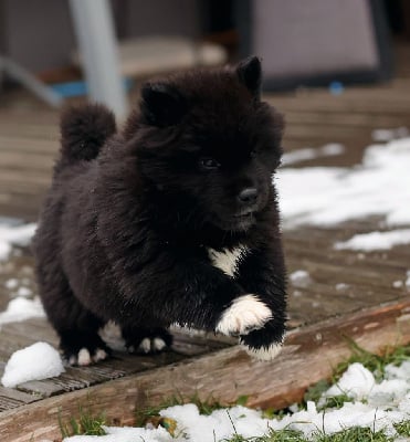 Les chiots de Akita americain