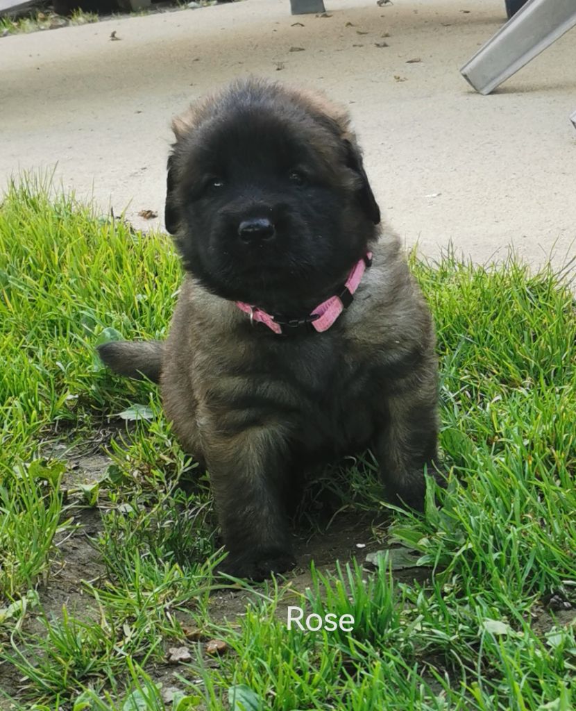 CHIOT 3 - Leonberger