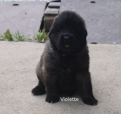 Les chiots de Leonberger