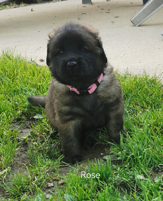 Les chiots de Leonberger