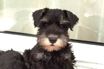 Les chiots de Schnauzer miniature