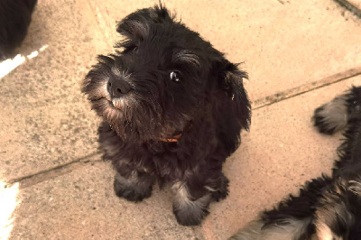 Les chiots de Schnauzer miniature