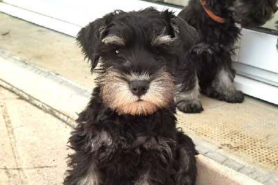 Les chiots de Schnauzer miniature