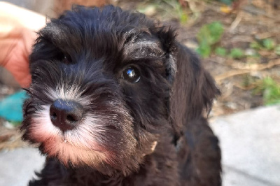 Les chiots de Schnauzer miniature