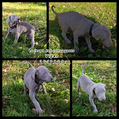 Les chiots de Braque de Weimar