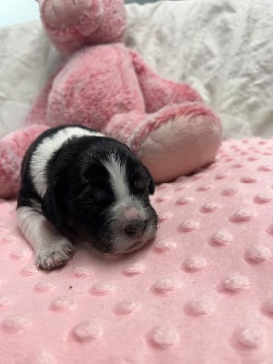 Les chiots de Epagneul Breton