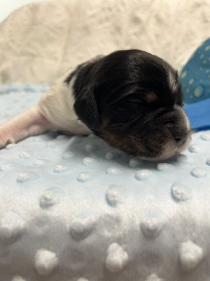 Les chiots de Epagneul Breton