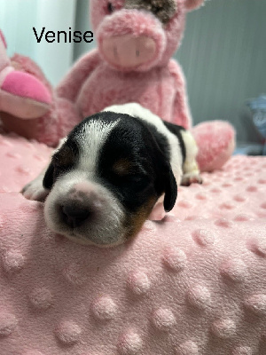 Les chiots de Epagneul Breton