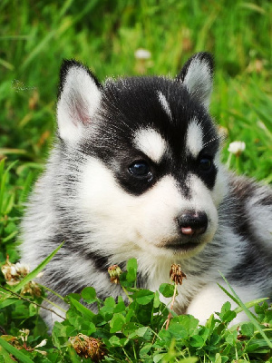 Les chiots de Siberian Husky