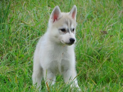 Les chiots de Siberian Husky