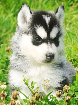 Les chiots de Siberian Husky