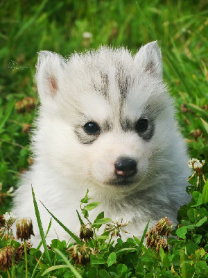 Les chiots de Siberian Husky