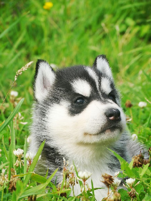 Les chiots de Siberian Husky