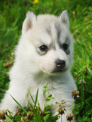 Les chiots de Siberian Husky