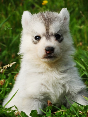 Les chiots de Siberian Husky