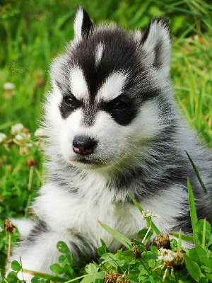 Les chiots de Siberian Husky