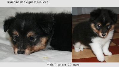 Les chiots de Shetland Sheepdog