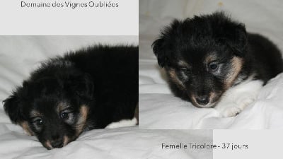 Les chiots de Shetland Sheepdog