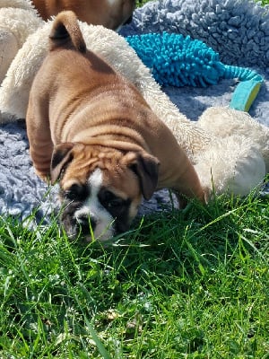 Les chiots de Bulldog continental