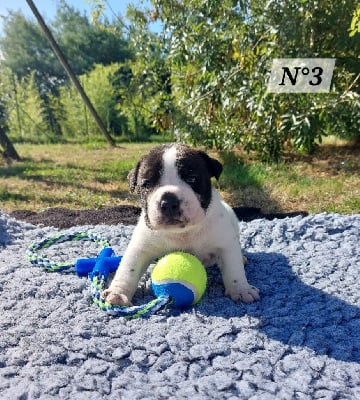 Les chiots de Bulldog continental