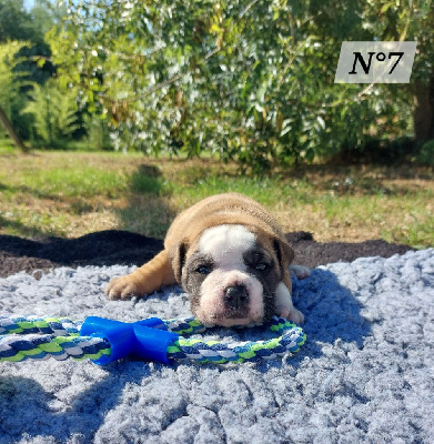 Les chiots de Bulldog continental