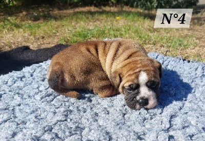 Les chiots de Bulldog continental