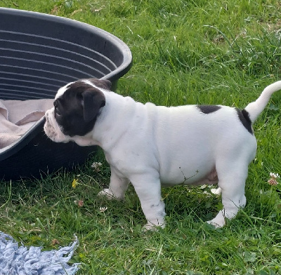 Les chiots de Bulldog continental