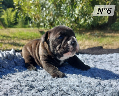 Les chiots de Bulldog continental