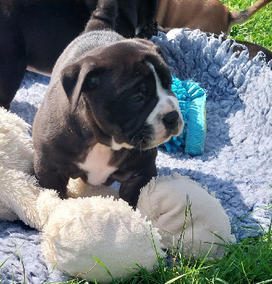 Les chiots de Bulldog continental