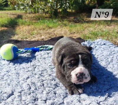 Les chiots de Bulldog continental