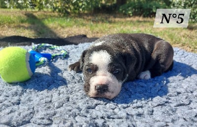 Les chiots de Bulldog continental