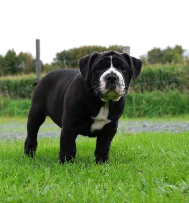 Les chiots de Bulldog continental