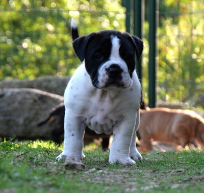 Les chiots de Bulldog continental