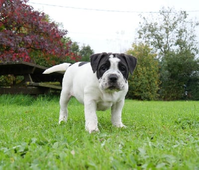 Les chiots de Bulldog continental