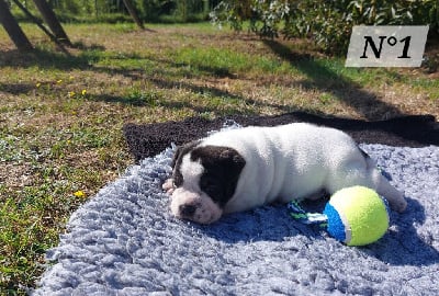 Les chiots de Bulldog continental