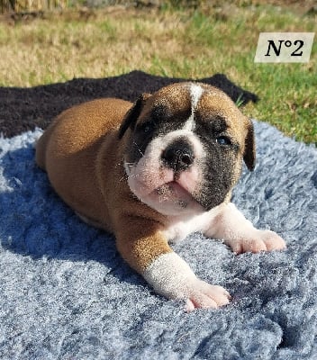 Les chiots de Bulldog continental