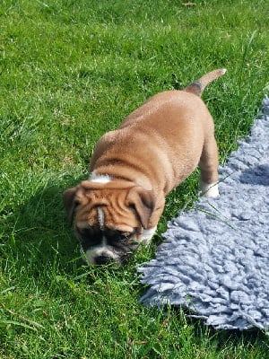 Les chiots de Bulldog continental