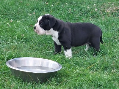 Les chiots de Bulldog continental