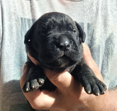 Les chiots de Cane Corso