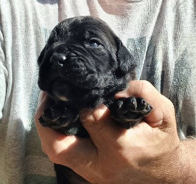 Les chiots de Cane Corso