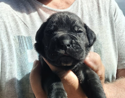 Les chiots de Cane Corso