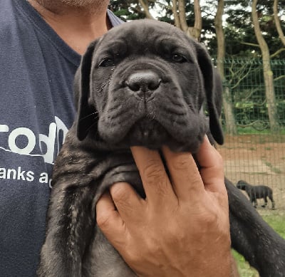 Les chiots de Cane Corso