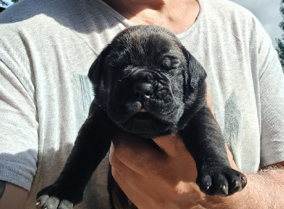 Les chiots de Cane Corso