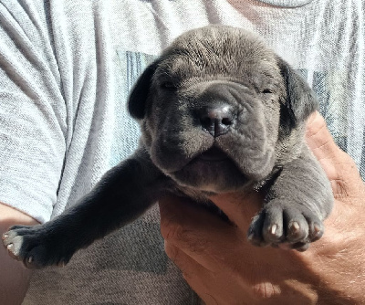 Les chiots de Cane Corso