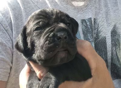 Les chiots de Cane Corso