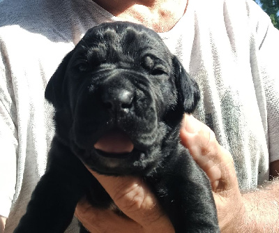 Les chiots de Cane Corso