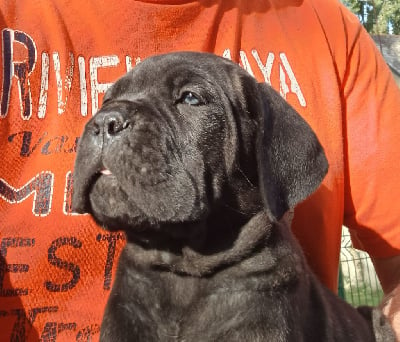 Les chiots de Cane Corso