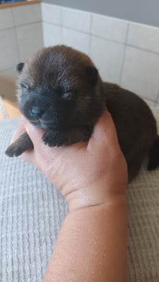 CHIOT 4 - Shiba